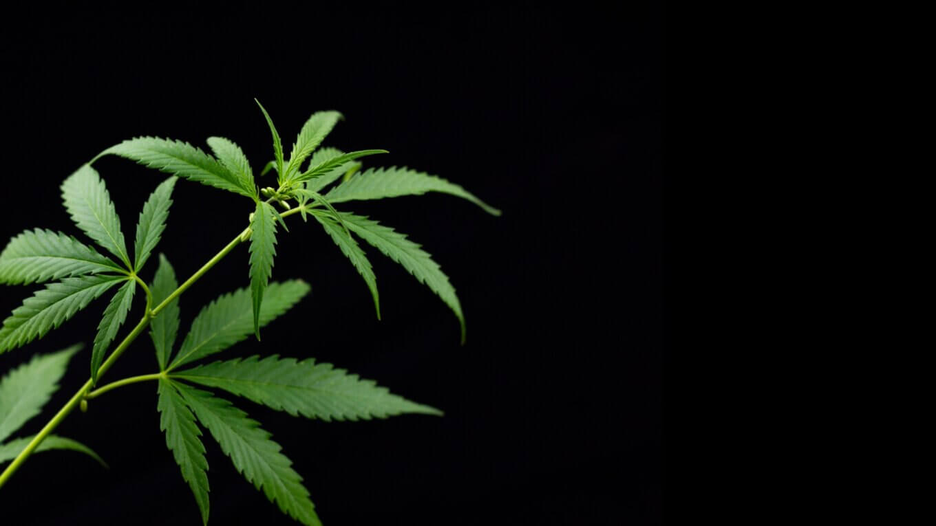 #49plus Cannabis