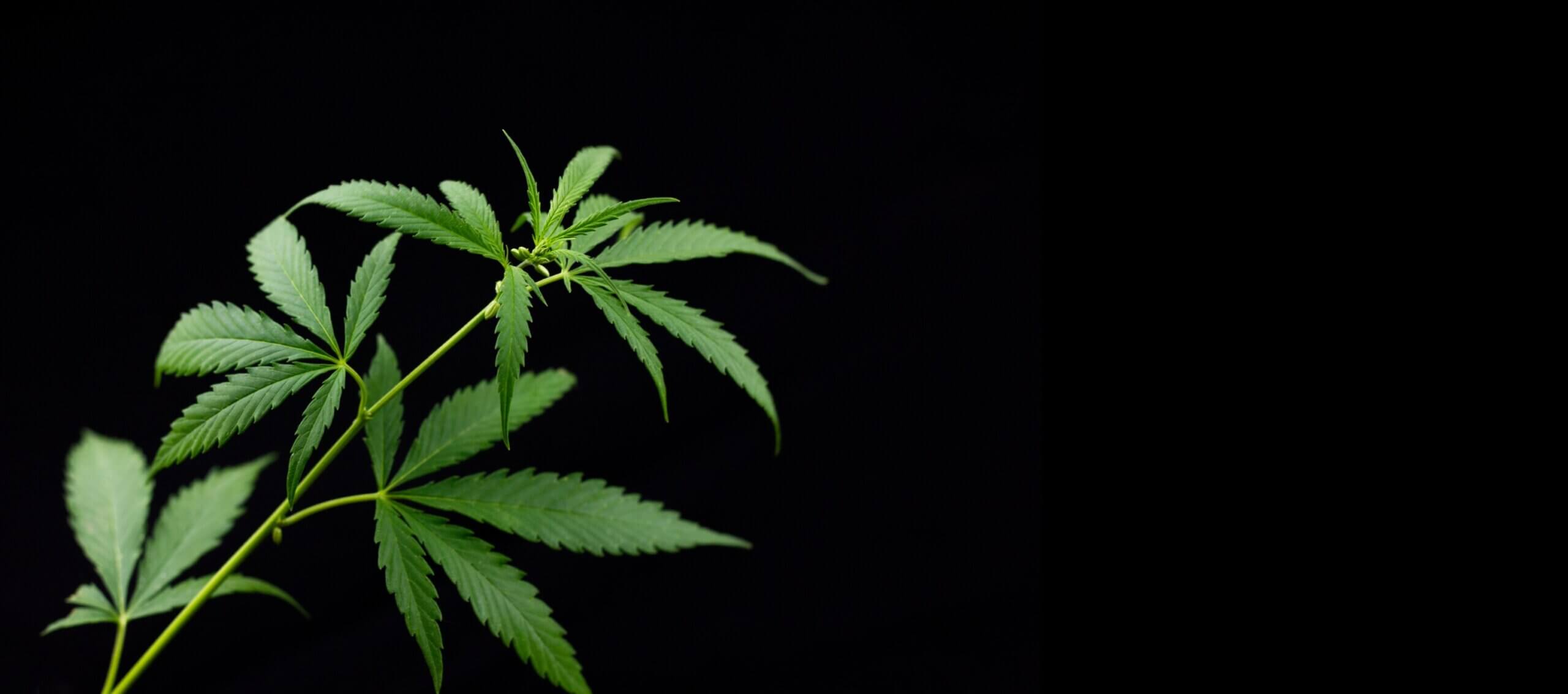 Cannabis als Medikament